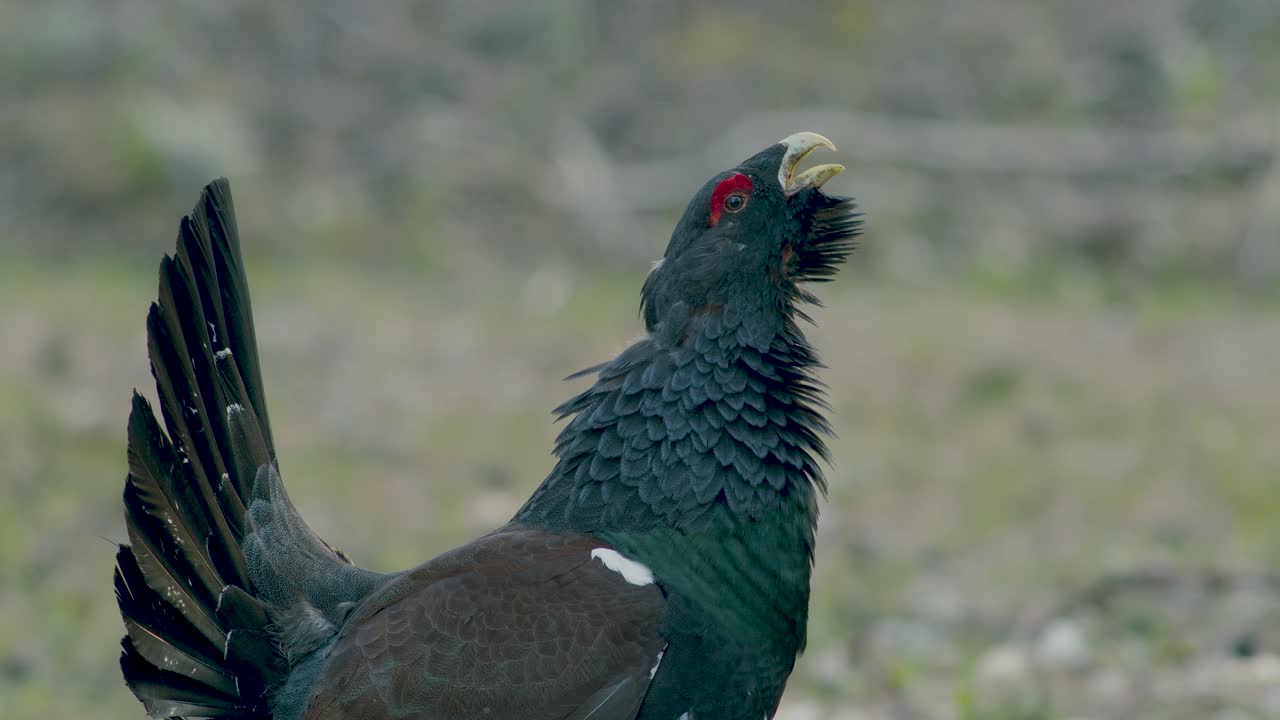 남성 서부 캐퍼케일리 (western capercaillie) 는 렉 (lek) 지역에서 렉킹 (lekking) 계절에 소나무 숲에서 아침 빛에 가까이 서식합니다.