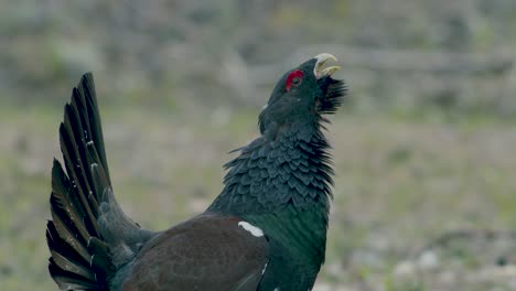 male western capercaillie roost on lek site in lekking season close up in pine forest morning light