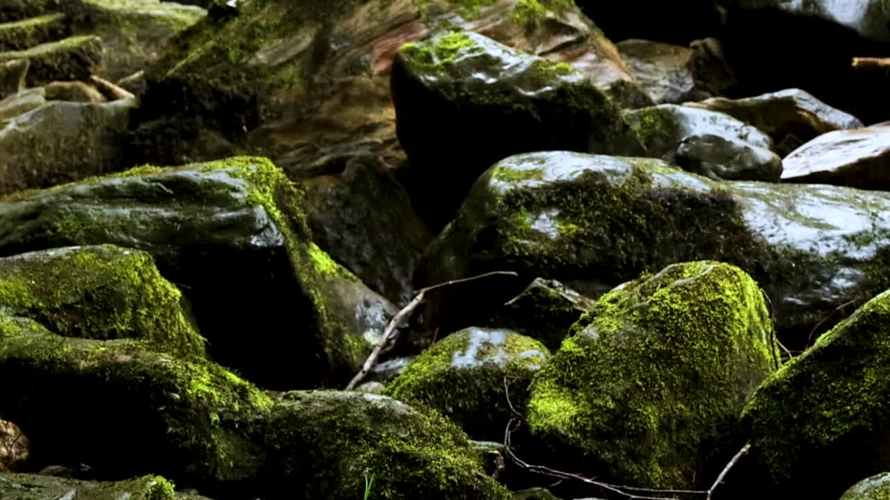 rocas cubiertas de musgo junto a un suave arroyo