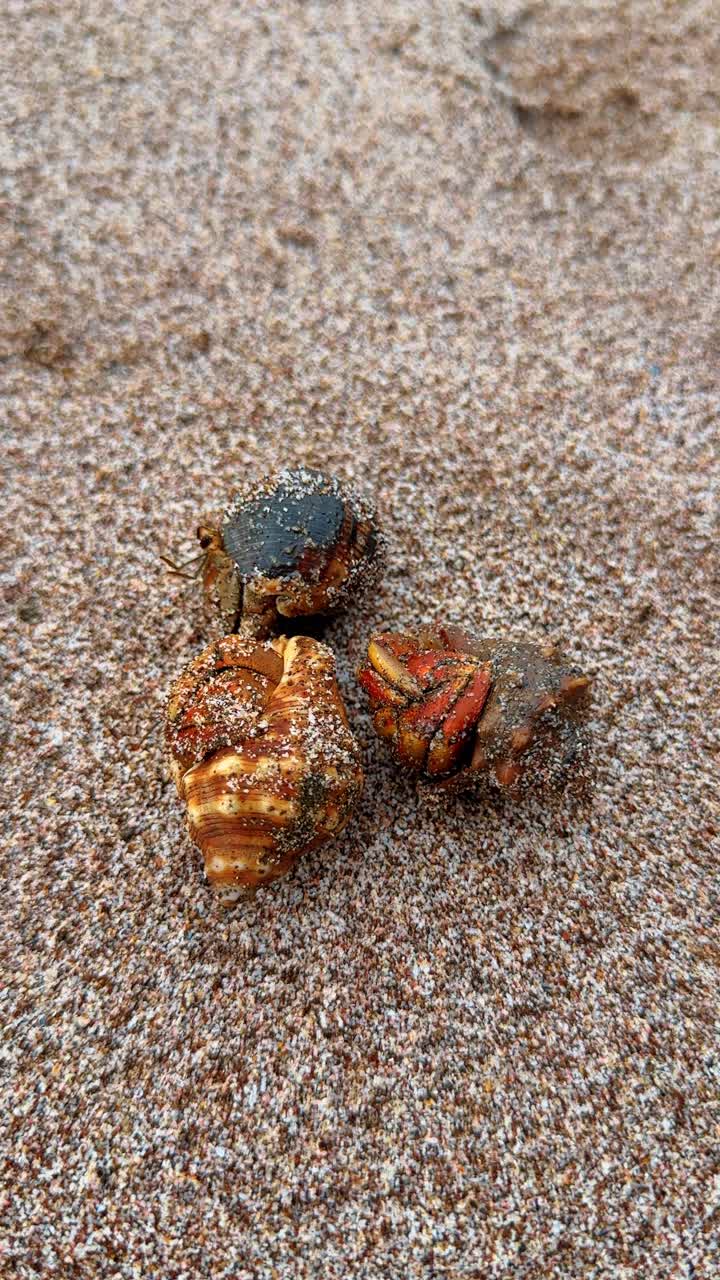 Three hermit crabs in shells on sandy beach ground. Top view of hermit crabs carrying shells on a grainy sand texture during the day in a tropical area