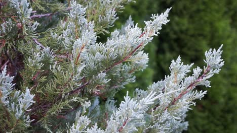 Blaue-Fichte,-Die-Sich-Von-Brise-Und-Windböen-Bewegt