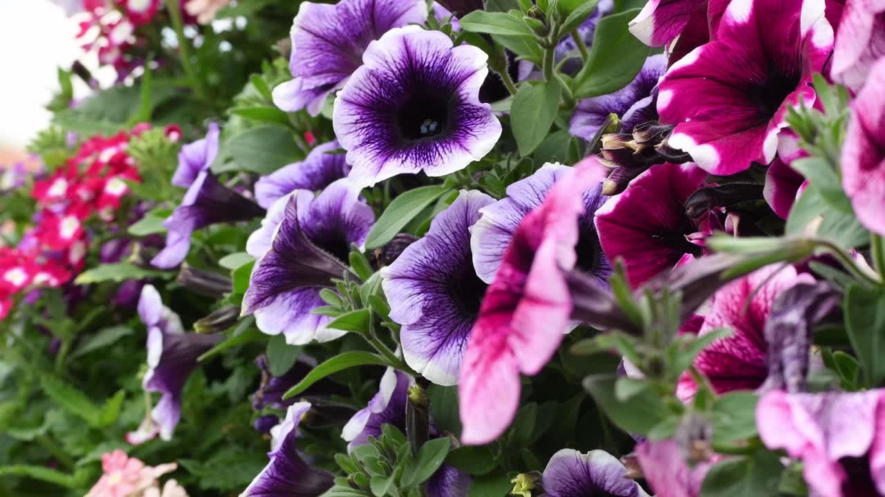 Timfloralis 2019 - O Festival das Flores, Timisoara, Romênia.