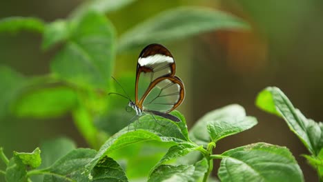 butterfly macro 20