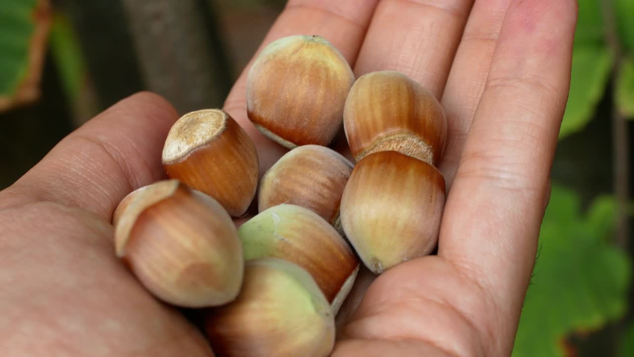 회색 바탕에 떨어지는 유기성 헤이즐: 아름다운 호두의 클로즈업 - 여성의 손에 데기 속의 견과류