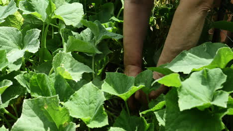 farmer hands search between leafs for ripe cucumber to harvest, organic farming
