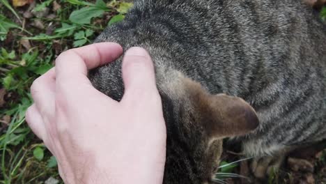 domestic gray cat being pet by human hand