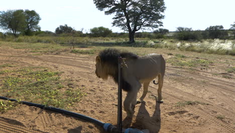 león de melena negra parado junto al grifo de agua en el parque transfronterizo kgalagadi en botswana