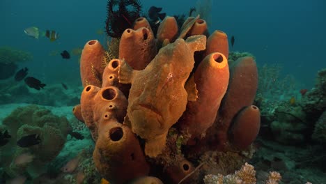 pez sapo gigante sentado en una colonia de esponjas marrones en un arrecife de coral tropical