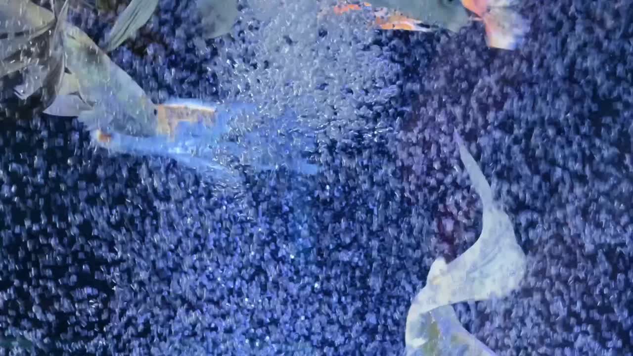 다채로운 물고기와 거품이 있는 물고기 크