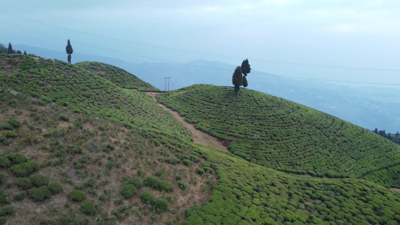 Riprese con drone della piantagione di tè di Mirik