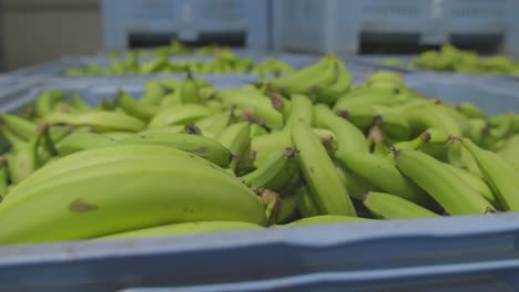 The-green-bananas-on-the-container-are-ready-to-be-marketed