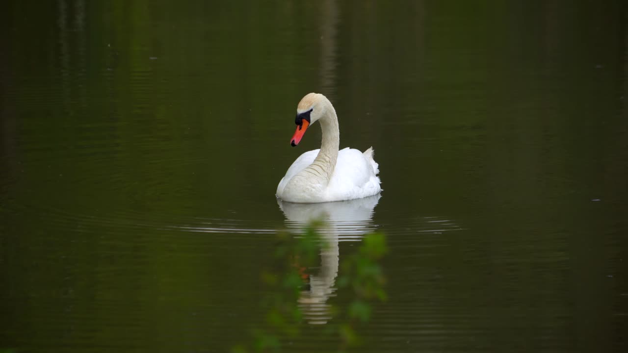 un cisne solitario nada en el lago y busca comida 05