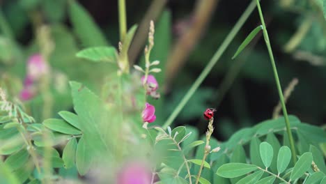 Ladybug-exploring-a-Plant-Before-Flying-Off