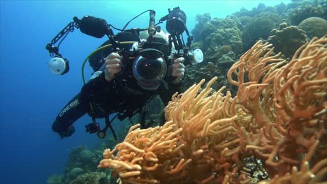 underwater photographer takes pictures of soft corals on tropical coral reef