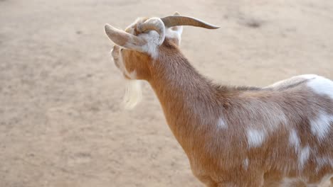 brown goat with white spots in closeup, handheld shot