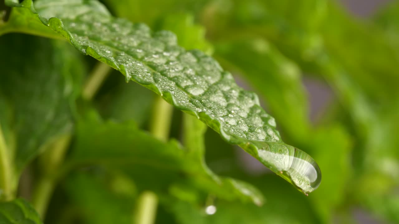 gota de agua cayendo de la hoja de menta
