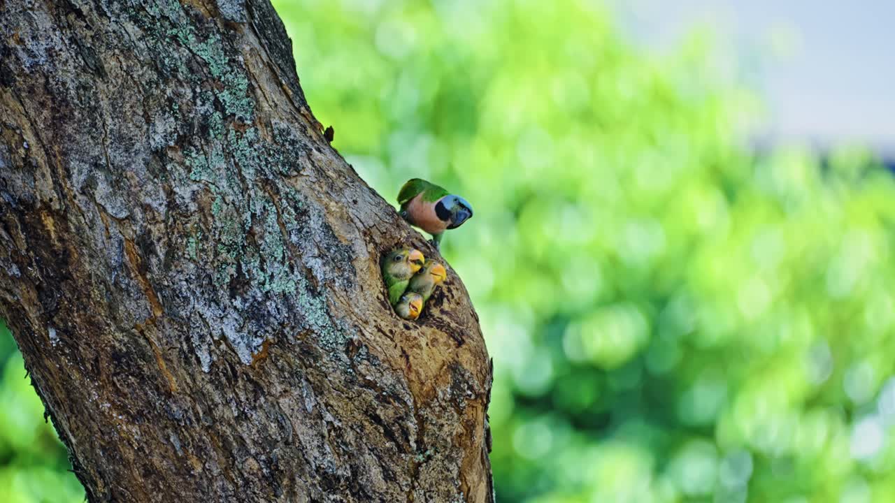 Adult Red-breasted Parakeet Feeding Chicks In Tropical Forest Tree. Selective Focus Shot