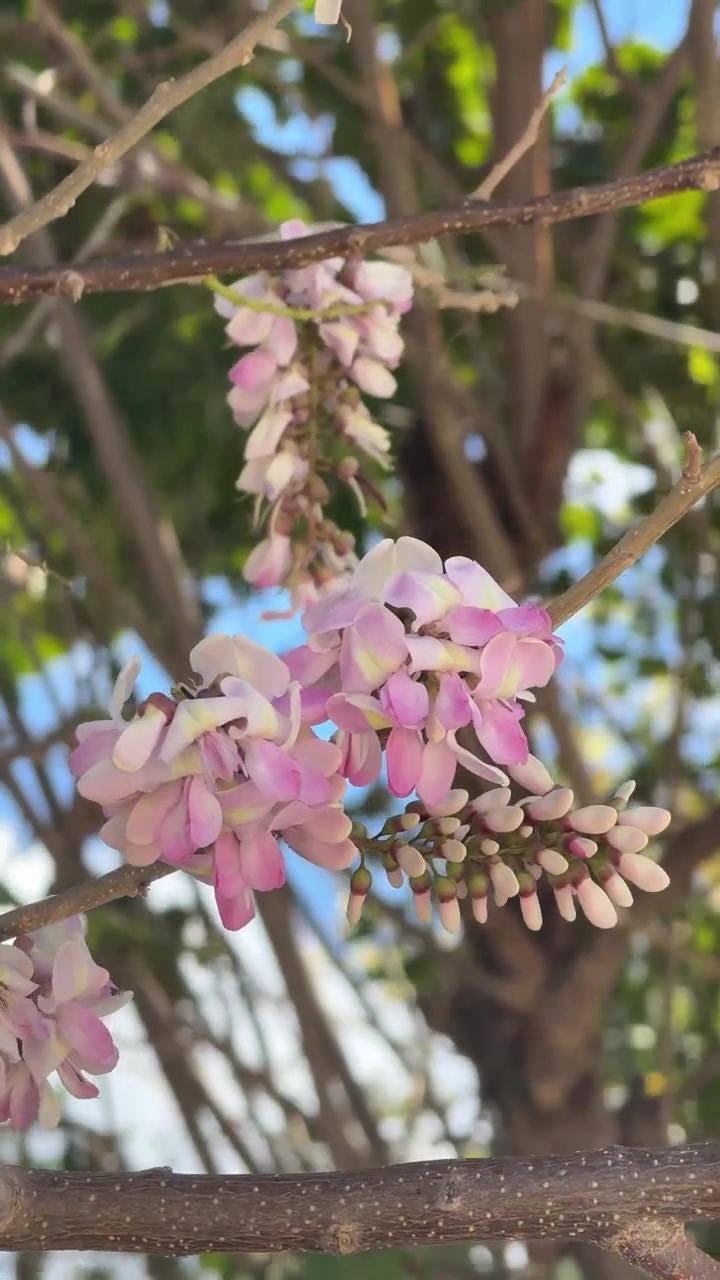 Tampilan Dekat Bunga Wisteria Merah Muda dan Putih yang Lembut Mekar di Dahan