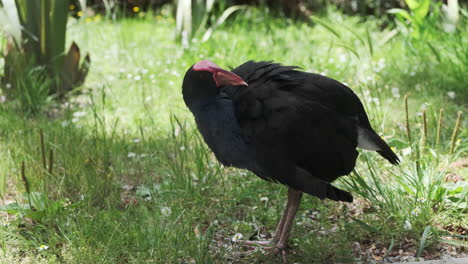 Australisches-Sumpfhuhn-Putzt-Seine-Federn-An-Einem-Hellen,-Sonnigen-Tag-Mit-Grünem-Gras