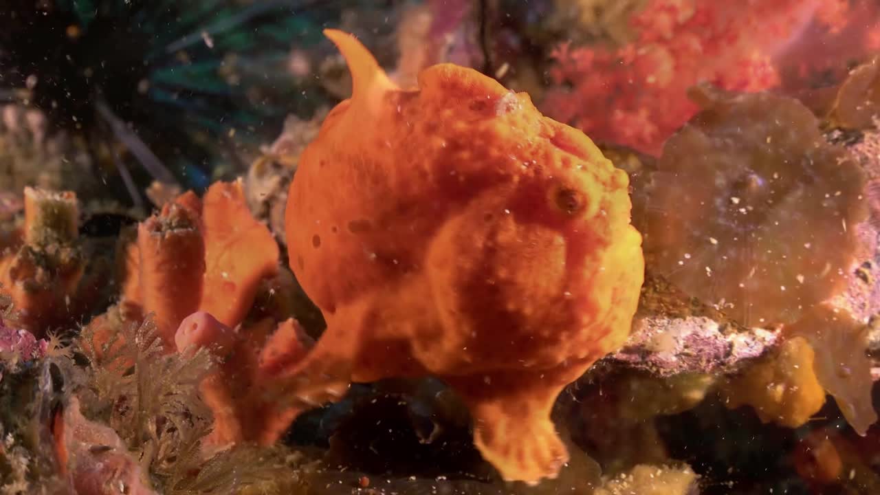 Orange frogfish close-up. Orange colored frogfish walks on the bottom of the sea