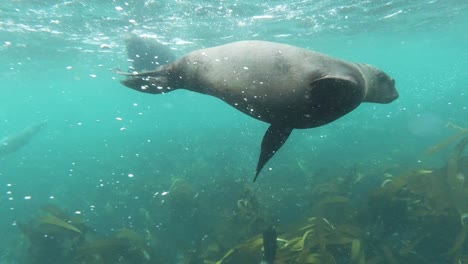 sea lions playing, spinning in shallow ocean water in south africa