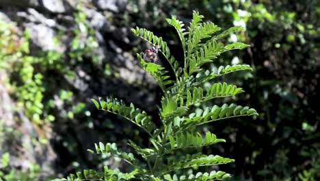 Mariposa-En-Una-Planta