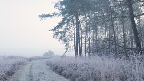 camino de bosque helado de invierno en la niebla