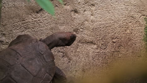 tortuga sacudiendo la cabeza