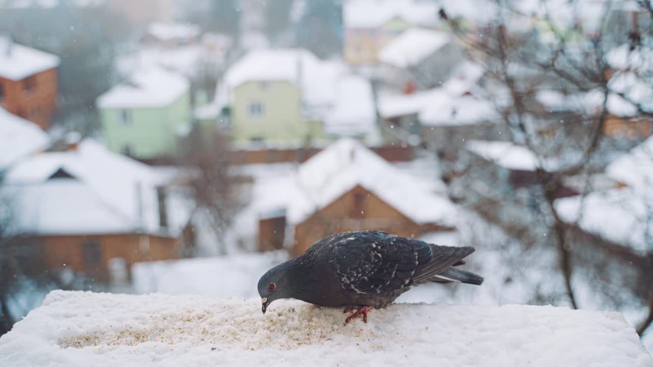 Winter dove furry close up. A pigeons in the winter sits in the snow against the backdrop of a street that is out of focus