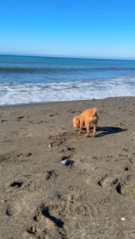 fluffy poodle on the beach