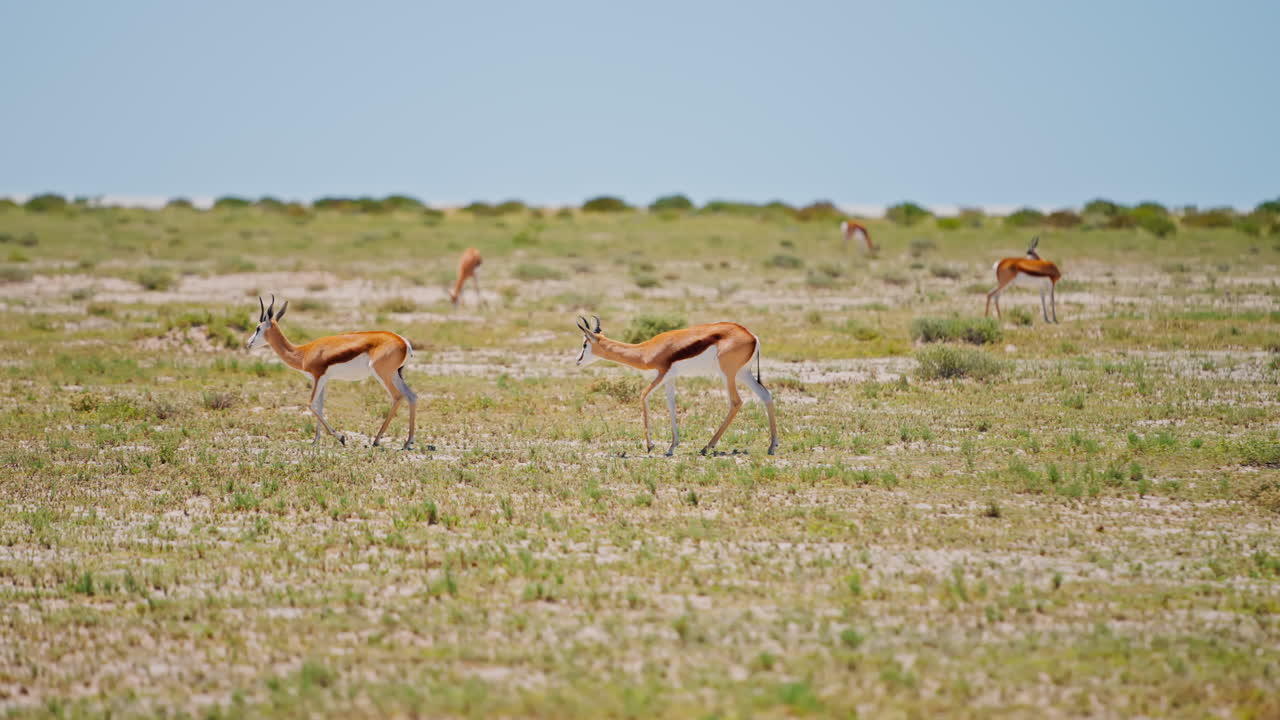 Springboks in the African Savanna
