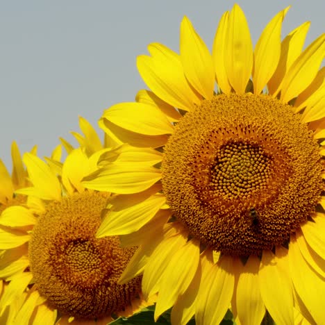 close-up of two sunflowers
