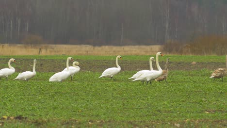 white mute swan group walking and watching in green rape field in overcast spring day, young gray swans, medium shot from a distance