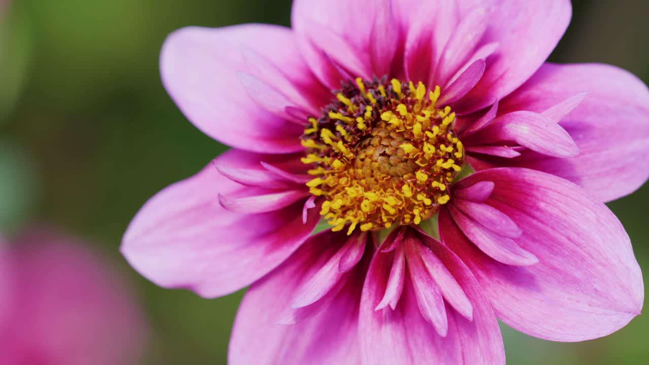 Macro camera glides past vibrant pink flower, shallow depth of field, natural daylight, garden setting