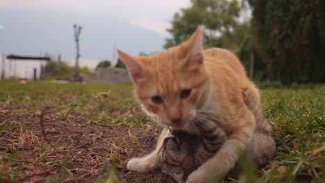 kitten wrestling with big cat on top cute slomo