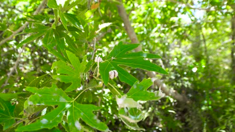 primer plano de las hojas verdes de los árboles