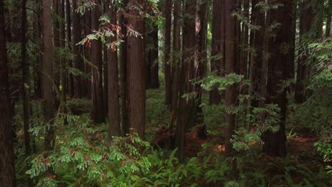 redwoods forest mist fog rain aerial drone california redwood national and state parks usal beach giant sequoia tallest tree dense green foliage lost coast trail newport nature landscape forward up