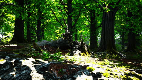 Tronco-Y-Piedra-Cubiertos-De-Musgo-Verde