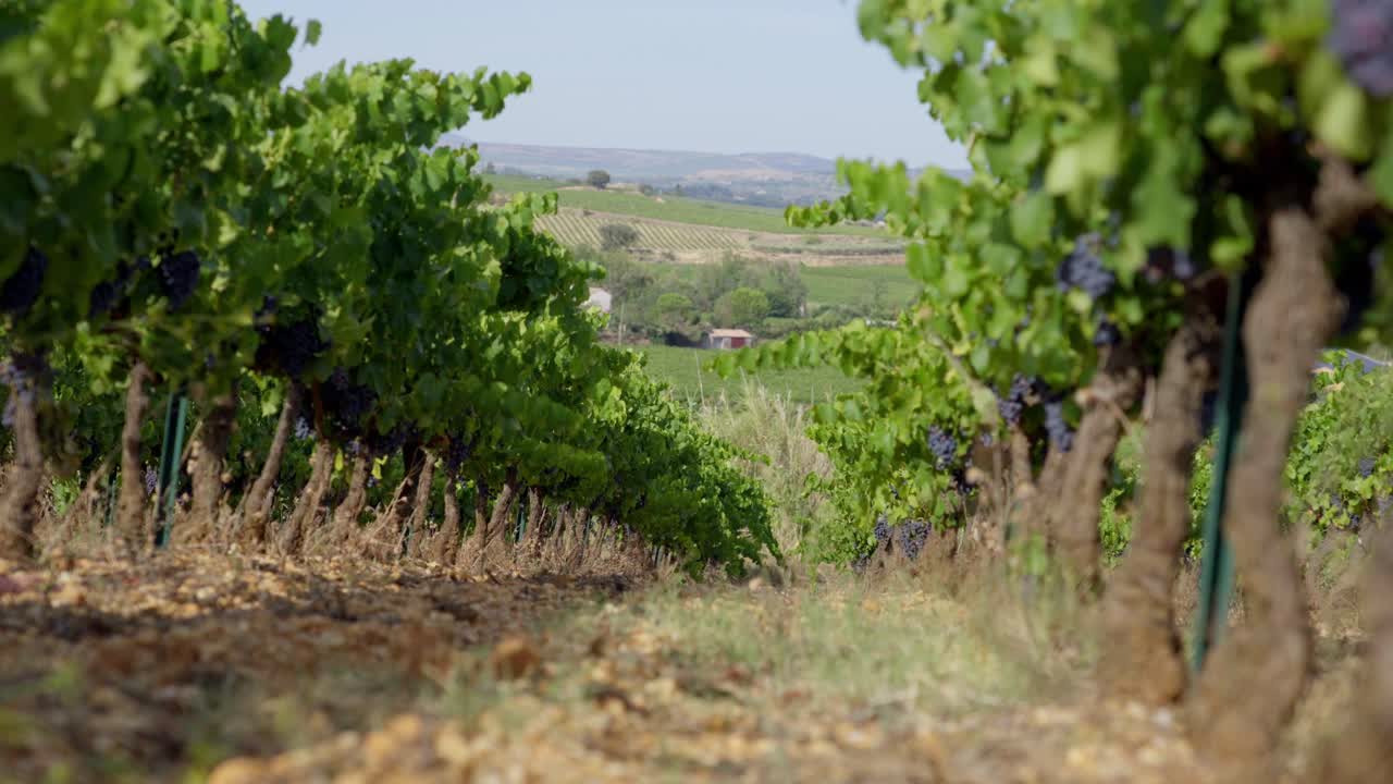 Inquadratura fissa di un filare di viti pronte per la vendemmia nel vigneto.