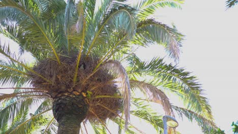 loros verdes sentados en un nido en una palmera en un brillante día de verano