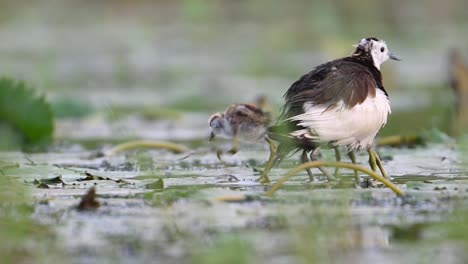 Jacana-De-Cola-De-Faisán-Salvando-Polluelos-Bajo-Sus-Alas