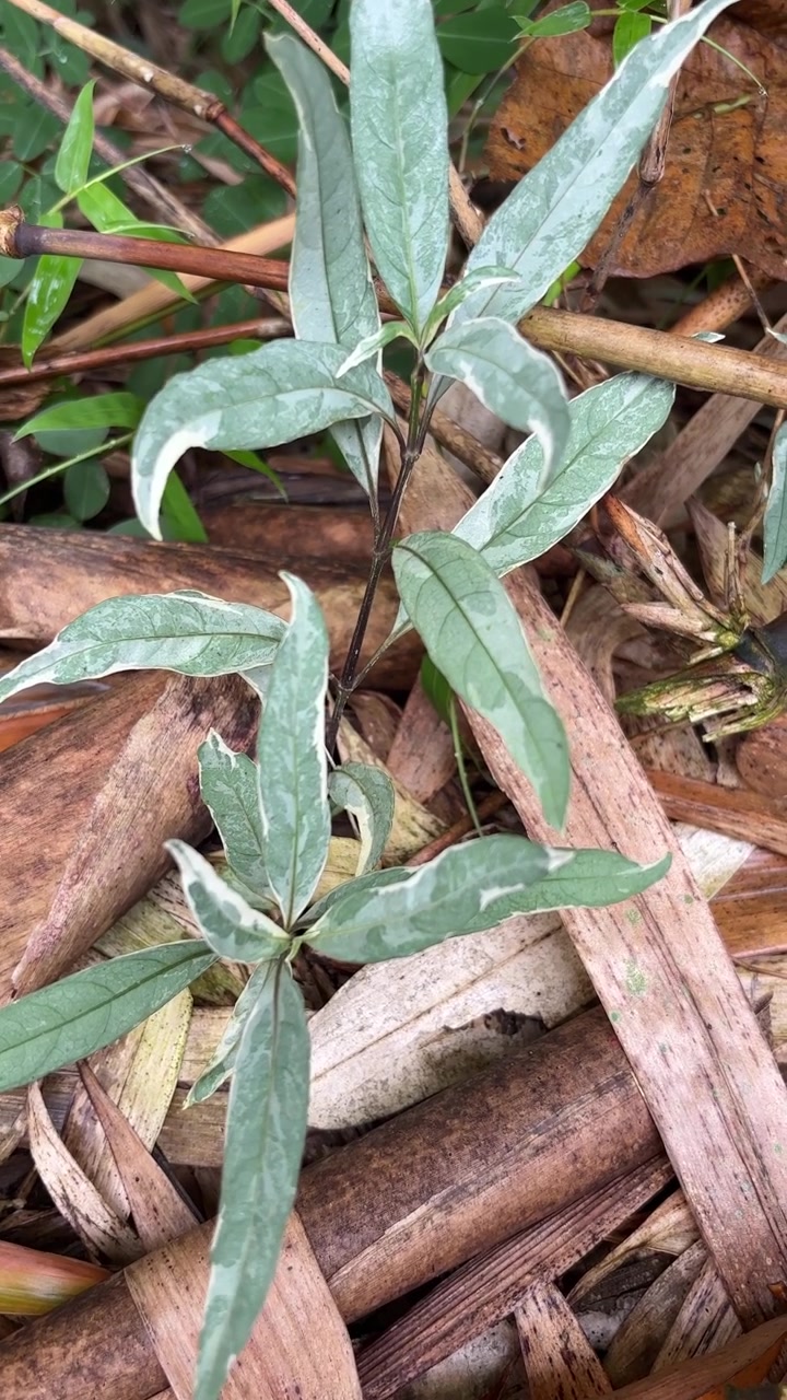 Tanaman Variegata Kecil Tumbuh di Antara Daun Bambu Kering