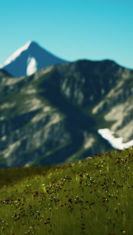 a field of wildflowers in front of a mountain