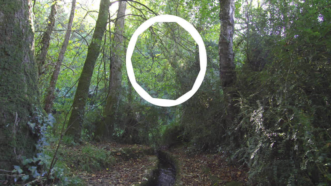 색 원 애니메이션이 울창한 녹색 숲을 가로질러 나무를 통해 빛을 필터링합니다.