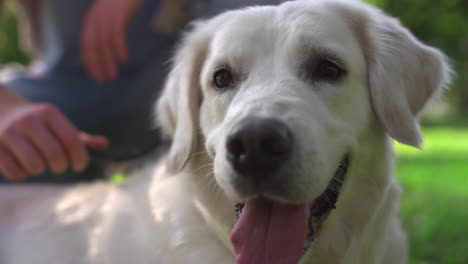 closeup golden retriever lie on grass. man hands brushing dog back in green park