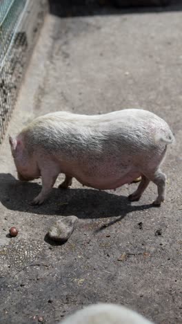 pig at the zoo