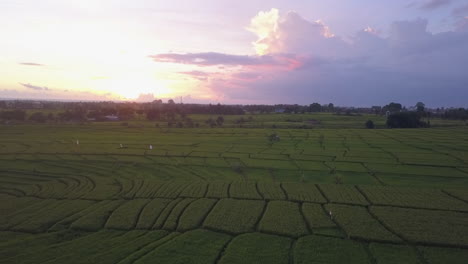tidy aerial pattern of extensive green rice field near canggu bali