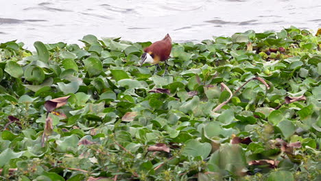 Jacana-Africana-Forrajeando-Mientras-Camina-Sobre-Nenúfares