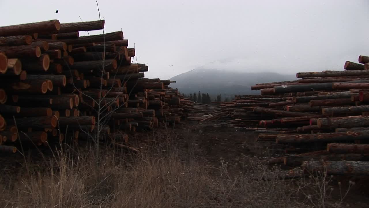 largas filas de madera cuidadosamente apilada llevan la vista a una montaña cubierta de niebla en la distancia