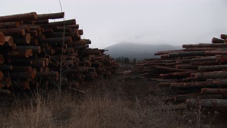 Largas-Filas-De-Madera-Pulcramente-Apilada-Llevan-El-Ojo-A-Una-Montaña-Cubierta-De-Niebla-En-La-Distancia